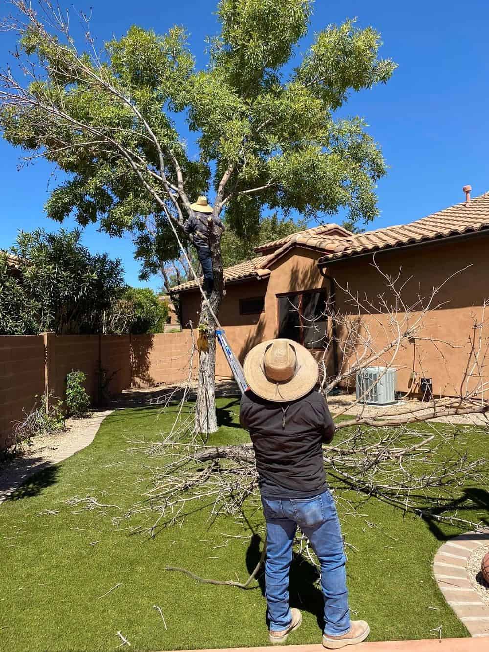 Tree Planting/Removal image